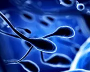 Toxic Chemicals and Climate Change May Worsen Fertility Decline, Study Finds