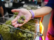 Trump Administration Plans to Reclassify Marijuana to Schedule III