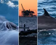 Trump Administration Scraps Protections for Rice's Whale, Risking Extinction