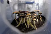 Trump's Psychedelic Order: A Threshold Moment or Biopiracy?