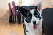 Tug-of-War Play Boosts Dog-Owner Bond, Study Reveals