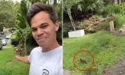 TV Star's 'Neutral Territory' Lawn Retaliation Sparks Neighbourhood Debate