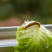 Two Simple Garden Additions This April Could Help Revive Declining Hedgehog Populations