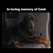 Tyson Fury's Tribute to Guard Dog Cash in Netflix Series Explained
