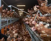 UK Ammonia Pollution Hotspots Mapped to Intensive Livestock Farming