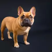 UK Dog Registrations Shift: French Bulldogs, Labradors, and Spaniels Decline