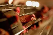 UK Factory Farm Hotspots Linked to Dangerous Ammonia Air Pollution Crisis