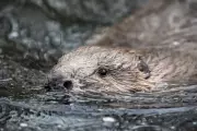 UK Government Pledges £90 Million to Rescue England's Most Endangered Wildlife