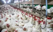UK Launches Major Bird Flu Vaccine Trial Amid Pandemic Fears