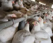 UK Officials Briefed on Allowing US Chlorinated Chicken, Documents Reveal
