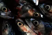 UK Overfishing Crisis: Cod and Mackerel Stocks Plummet as Limits Ignored