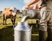 UK Sees Surge in Demand for Raw and 'Brewed' Milk Amid Health Trends