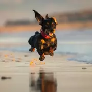 UK's Best Year-Round Dog-Friendly Beaches as Seasonal Ban Approaches