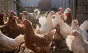 UK's Missing 67 Million Chickens: Data Gaps Threaten Rivers and Wildlife