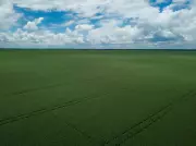 UK's Reliance on Imported Soya Puts Chicken Farming at Environmental Risk
