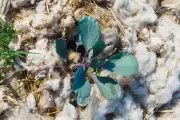 Unconventional Gardening Hacks to Save Time and Money from Expert Simon Akeroyd