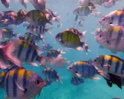 Under Water Review: A Debut Novel on Grief and Environmental Fragility