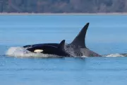Unprecedented Orca Pod with Shark Scars Delights Seattle Whale Watchers
