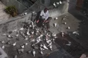 Urban Birds More Scared of Women Than Men, Scientists Baffled