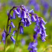 Urgent Warning for Gardeners as Invasive Bluebells Threaten Native Species