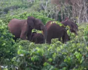 US Millionaire Hunter Dies After Being Crushed by Elephants in Gabon