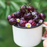 Van Cherry Tree Spring Sale: Perfect for Small Gardens Under £30