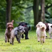 Vet Calls for Ban on Popular French Bulldog Breed Over Severe Health Issues