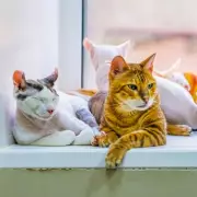 Vet Explains Three Key Reasons Why Cats Knead or 'Make Biscuits'