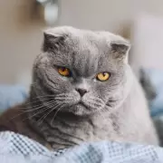 Vet Names 5 Cat Breeds He Would Never Own as Pets