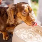 Vet Nurse Warns Dog Owners About Dangerous Communal Water Bowls