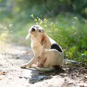 Vet Reveals Crucial Household Task Dog Owners Must Do Now to Stop Fleas
