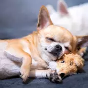 Vet Reveals Dogs Need 12-14 Hours Sleep Daily, Most Get Less