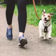 Vet Reveals Exact Daily Walk Times Your Dog Needs for Optimal Health