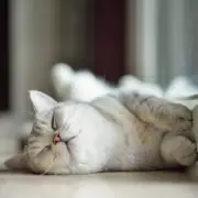 Vet Reveals Hidden Stress Signal in Cats When Guests Arrive