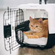 Vet Reveals Pets Can Fake Illness for Attention and Key Signs