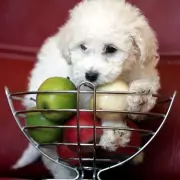 Vet's Guide: 5 Safe Fruits for Dogs as Healthy Snacks