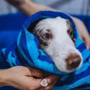 Vets Reveal Optimal Dog Bathing Frequency: Less Than Monthly