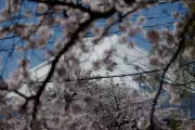 Viral Cherry Blossom Photo Triggers Overtourism Crisis in Japanese Town