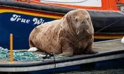 Walrus Named Magnus Visits Scottish Harbour, Prompting Crowds and Conservation Warnings