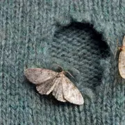 Wardrobe Moth Invasion: 45p Lavender Trick to Protect Your Clothes