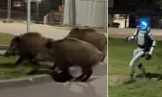 Warsaw Faces Backlash Over Cull of 3,000 Wild Boars in City