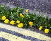 Wheelchair User's Ode to Dandelions: Nature's Unsung Heroes