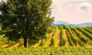 Why Overlooked Wine Regions Offer Better Value Than Fashionable Bottles