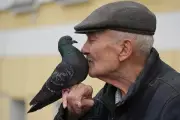 Why Urban Birds Are More Scared of Women Than Men: Mystery Baffles Scientists