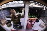 Why Your Pet Reptile 'Glass Surfs' and How to Help