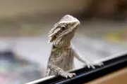 Why Your Pet Reptile 'Glass Surfs' and How to Stop the Behavior