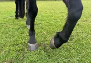 Wild Instincts in Tamed Horses: A Norfolk Country Diary Encounter