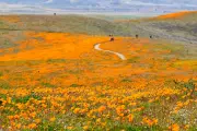 Wildflower Tourism Emerges as Top 2026 Travel Trend with Five Global Hotspots
