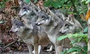 Wildwood Trust Wolf Euthanasia Sparks Fury Among Adopters Demanding Investigation