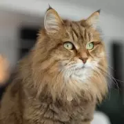 Woman Finds Hungry Cat at Door, Then Decides to Keep Him